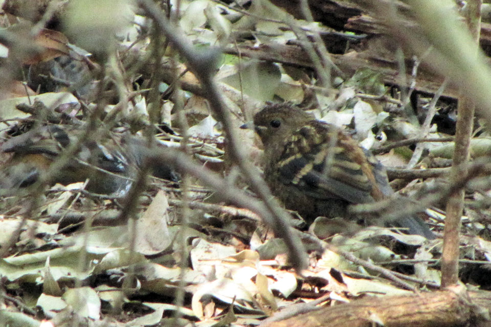 Australian Logrunner (Orthonyx temminckii)